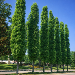 Ambrovník styraxový (Liquidambar styraciflua) ´SLENDER SILHOUETTE´ - výška 300+ cm, obvod kmeňa: 8/10 cm, kont. C35L